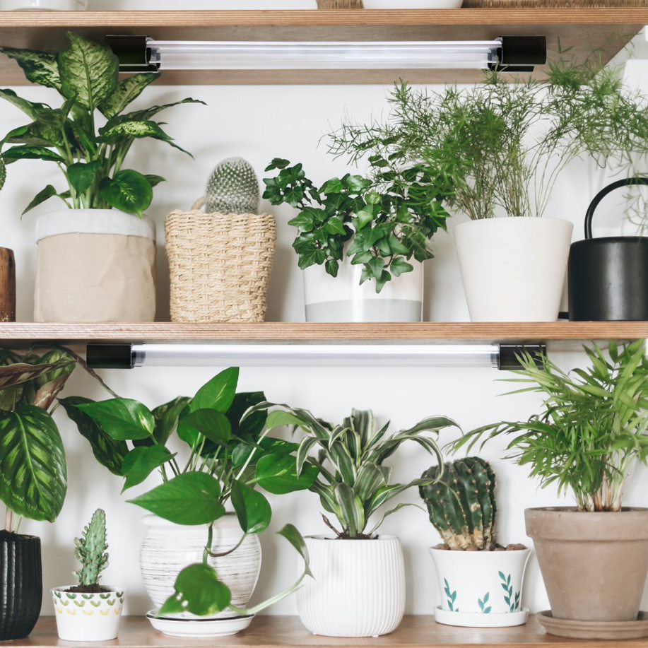 Essential Grow